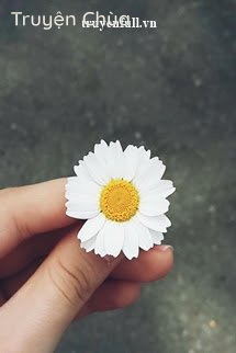 Cúc Họa Mi Và Mùa Hạ