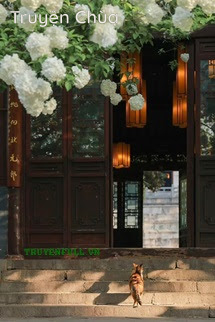 Tường Hoa Năm Ấy